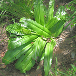 Eucomis autumnalis